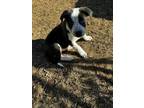 Adopt Rover a Mixed Breed