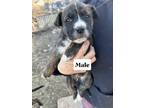 Adopt SW Puppy 3 a Mixed Breed