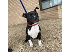 Adopt Troja a Mixed Breed