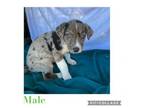 Adopt Cata pup 4 a Catahoula Leopard Dog