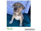 Adopt Cata pup 6 a Catahoula Leopard Dog