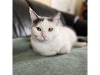 Adopt Oscar II a American Shorthair