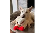 Adopt KINO a Siberian Husky