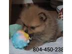 Pomeranian Puppy for sale in West Point, VA, USA