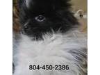 Pomeranian Puppy for sale in West Point, VA, USA