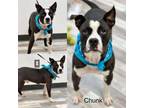 Adopt Chunk a Pit Bull Terrier