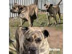 Adopt Brutus a Mountain Cur