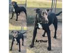 Adopt Arthur a Black Labrador Retriever
