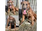 Adopt Drake a Labrador Retriever