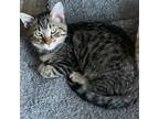 Adopt Declan a Domestic Short Hair