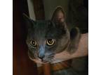 Adopt Mars a Domestic Short Hair