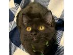 Adopt Timmy a American Shorthair