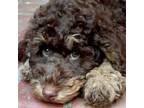 Labradoodle Puppy for sale in Long Beach, CA, USA