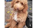 Labradoodle Puppy for sale in Long Beach, CA, USA