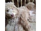 Labradoodle Puppy for sale in Long Beach, CA, USA