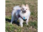 Adopt Sora a Pomeranian