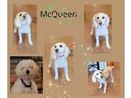 Adopt McQueen a Poodle