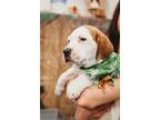 Adopt Paddy a Treeing Walker Coonhound