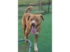 Adopt Mo a Labrador Retriever, American Bully