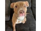 Adopt Cole a Pit Bull Terrier