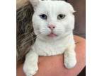 Adopt Grandpa Snowman a Siamese