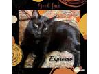 Adopt EXPRESSO a American Shorthair