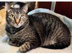 Adopt Joe a Tabby