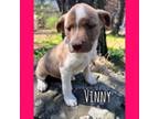 Adopt Valentine pup 1/Vinny a Labrador Retriever, Border Collie