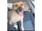 Adopt Scooby a Black Mouth Cur