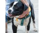 Adopt Heavy a American Staffordshire Terrier, Mixed Breed