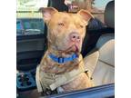 Adopt Chance a American Staffordshire Terrier