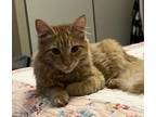 Adopt Cheddar (Bonded pair with Biscuit) a Domestic Medium Hair