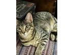 Adopt Biscuit (Bonded pair with Cheddar) a Tabby