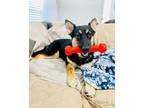 Adopt Maximilian a German Shepherd Dog