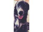 Adopt Koda Bear a Great Pyrenees, Australian Shepherd