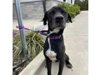 Adopt Socks a Black Labrador Retriever