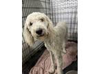 Adopt Falcor a Poodle