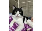 Adopt Lilo a American Shorthair