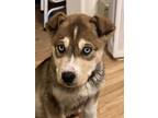 Adopt Jake a Husky