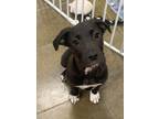 Adopt duke a Mixed Breed