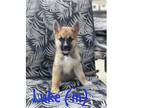 Adopt Luke a Husky