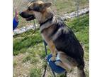 Adopt Justice a German Shepherd Dog