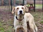 Adopt Tundra a Retriever