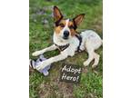 Adopt Hero a Australian Cattle Dog / Blue Heeler