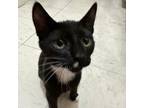 Adopt Ghost & Spot a Domestic Short Hair, Tuxedo