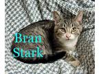 Adopt Bran Stark a Domestic Short Hair