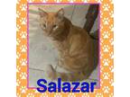 Adopt Salazar a Domestic Short Hair