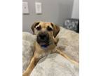 Adopt Ziggy a Black Mouth Cur, Mixed Breed