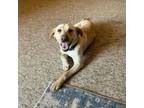 Adopt Finley a Yellow Labrador Retriever