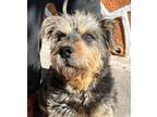 Adopt THEO a Border Terrier